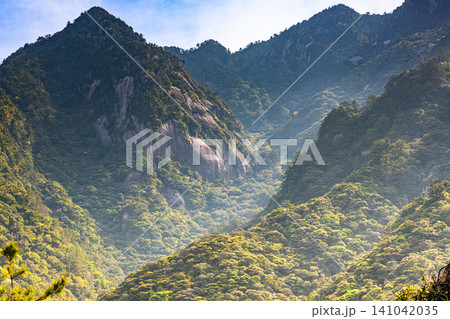 世界自然遺産屋久島の春 西部林道地域 世界自然遺産屋久島の春 西部林道地域 141042035