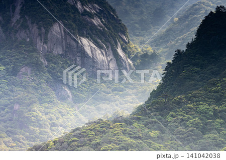 世界自然遺産屋久島の春 西部林道地域 世界自然遺産屋久島の春 西部林道地域 141042038