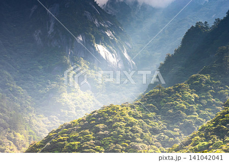花崗岩の山肌 世界自然遺産屋久島の春 花崗岩の山肌 世界自然遺産屋久島の春 141042041