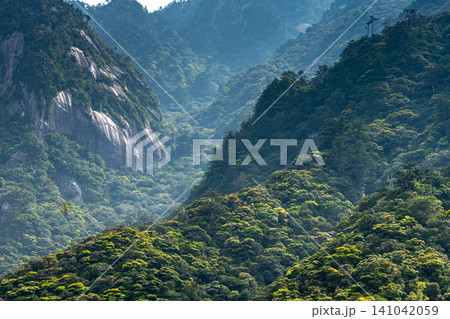 世界自然遺産屋久島の春 西部林道地域 世界自然遺産屋久島の春 西部林道地域 141042059