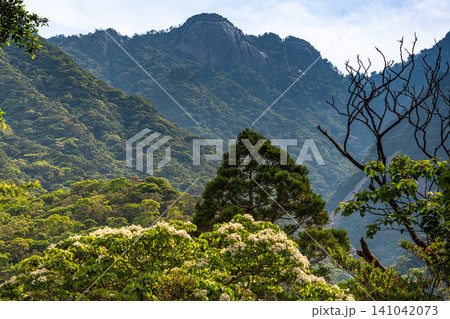 世界自然遺産屋久島の春 西部林道地域 世界自然遺産屋久島の春 西部林道地域 141042073