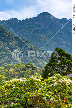 世界自然遺産屋久島の春 西部林道地域 世界自然遺産屋久島の春 西部林道地域 141042074