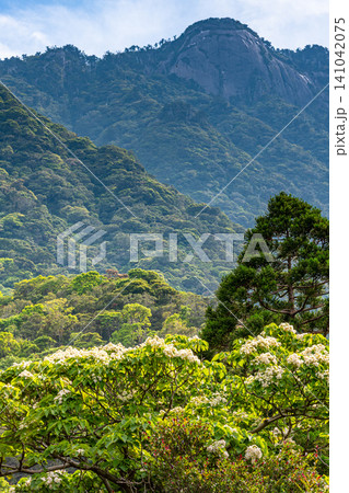 世界自然遺産屋久島の春 西部林道地域 世界自然遺産屋久島の春 西部林道地域 141042075