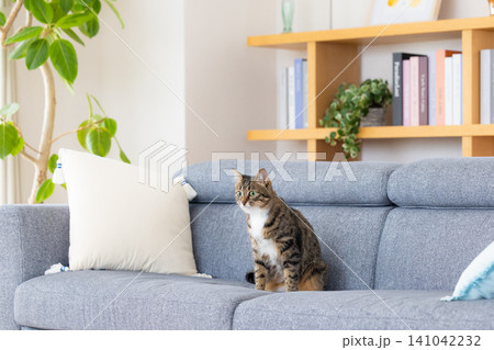 ペット 猫 リビングにいる猫 ペット 猫 リビングにいる猫 141042232