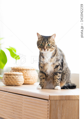ペット 猫 リビングにいる猫 ペット 猫 リビングにいる猫 141042239
