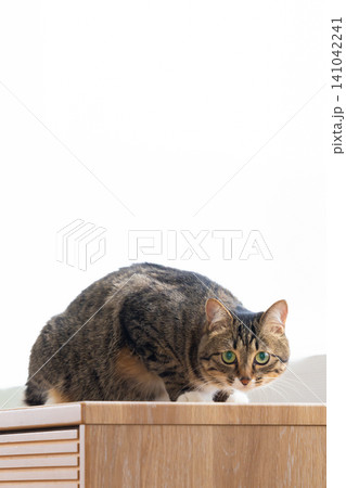 ペット 猫 リビングにいる猫 ペット 猫 リビングにいる猫 141042241