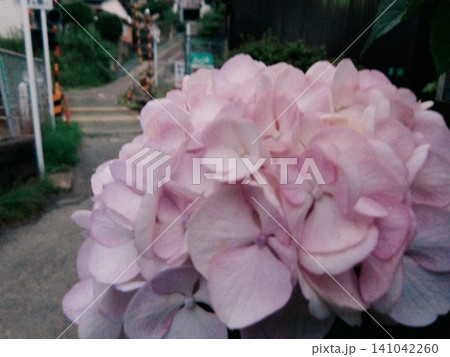 初夏の街角に咲く大輪のピンクの紫陽花と踏切のある風景 141042260