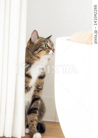 ペット 猫 リビング 隠れている猫 ペット 猫 リビング 隠れている猫 141042266