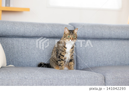 ペット 猫 リビングにいる猫 ペット 猫 リビングにいる猫 141042293