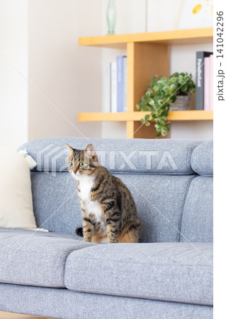 ペット 猫 リビングにいる猫 ペット 猫 リビングにいる猫 141042296