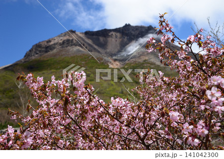 5月の那須 姥ヶ平からミネザクラ越しに茶臼岳を見上げる 5月の那須 姥ヶ平からミネザクラ越しに茶臼岳を見上げる 141042300