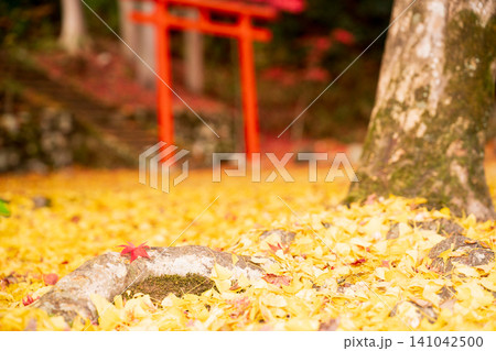 兵庫県丹波篠山市の赤と黄色の絶景宝鏡山洞光寺紅葉を撮影 兵庫県丹波篠山市の赤と黄色の絶景宝鏡山洞光寺紅葉を撮影 141042500