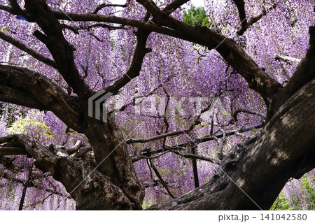 白毫寺の藤棚 白毫寺の藤棚 141042580