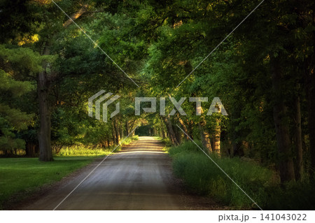 Countryside road with trees along the side road 141043022