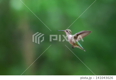 A Ruby Throated Hummingbird in Flight A Ruby Throated Hummingbird in Flight 141043026