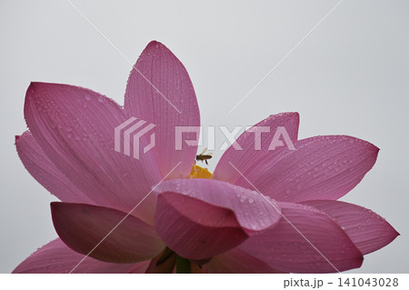 空を背景に咲く水滴をまとった蓮の花と蜂 空を背景に咲く水滴をまとった蓮の花と蜂 141043028