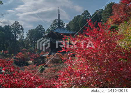 滋賀県湖南市の湖南三山長寿寺の境内を染め上げる紅葉を撮影 滋賀県湖南市の湖南三山長寿寺の境内を染め上げる紅葉を撮影 141043058