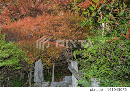 滋賀県湖南市の湖南三山長寿寺の境内を染め上げる紅葉を撮影 滋賀県湖南市の湖南三山長寿寺の境内を染め上げる紅葉を撮影 141043076