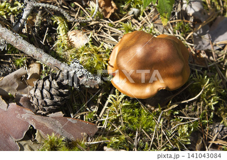 Wavy Golden-Brown Mushroom Cap in Bright Forest Sunlight Wavy Golden-Brown Mushroom Cap in Bright Forest Sunlight 141043084