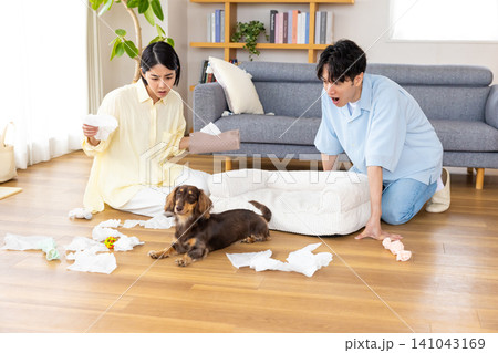 犬の問題行動 ティッシュペーパーでいたずらをする犬 犬の問題行動 ティッシュペーパーでいたずらをする犬 141043169