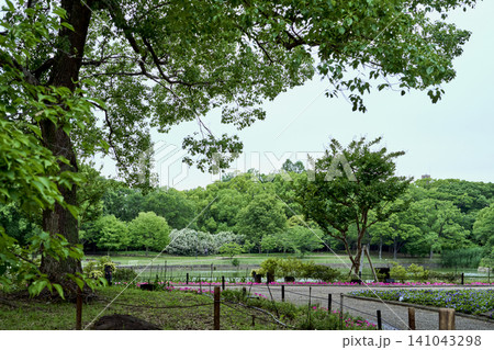 都会のオアシス・大阪市東住吉区 長居植物園 に咲き誇る初夏の風景 都会のオアシス・大阪市東住吉区 長居植物園 に咲き誇る初夏の風景 141043298
