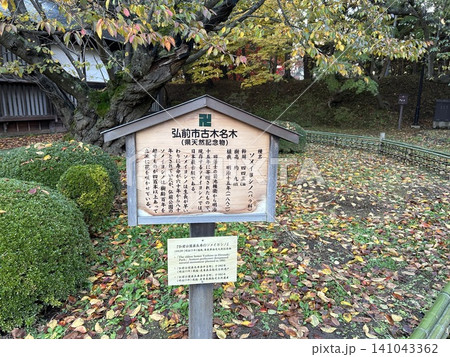 青森県弘前市の公園、弘前公園の弘前市古木名木のソメイヨシノとその看板です。 青森県弘前市の公園、弘前公園の弘前市古木名木のソメイヨシノとその看板です。 141043362