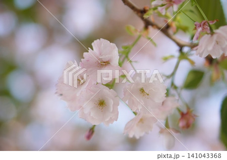 やさしく咲く淡いピンク色の八重桜を春らしく写した風景 やさしく咲く淡いピンク色の八重桜を春らしく写した風景 141043368