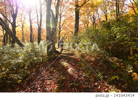 10月の安達太良連峰鬼面山 朝の光の中紅葉の山中に分け入る登山者の足取りは軽い 141043414
