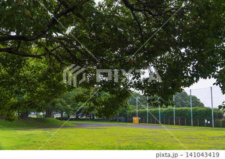 梅雨の公園 楠木で雨宿り 梅雨の公園 楠木で雨宿り 141043419