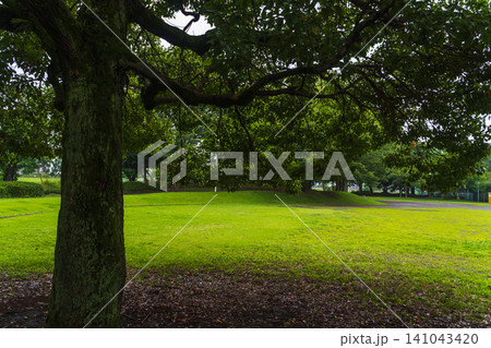 梅雨の公園 楠木で雨宿り 梅雨の公園 楠木で雨宿り 141043420