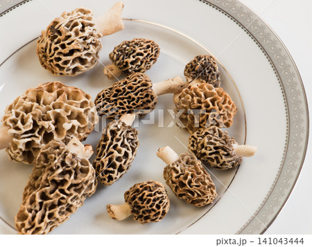 Fresh Morel Mushrooms on a White Plate Fresh Morel Mushrooms on a White Plate 141043444