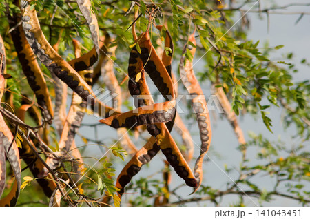 Dried Chinese Honey Locust Pods on a Tree Branch Dried Chinese Honey Locust Pods on a Tree Branch 141043451