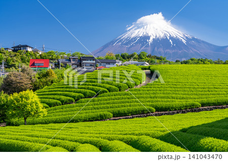 富士山と茶畑の風景 富士山と茶畑の風景 141043470