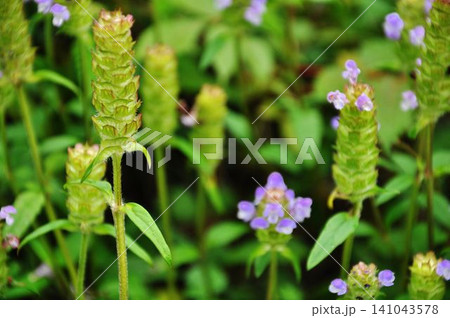 Prunella Vulgaris, Self heal Herb with Purple Flowers Prunella Vulgaris, Self heal Herb with Purple Flowers 141043578