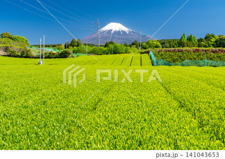 富士山と茶畑の風景 富士山と茶畑の風景 141043653