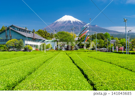 富士山と茶畑の風景 富士山と茶畑の風景 141043685