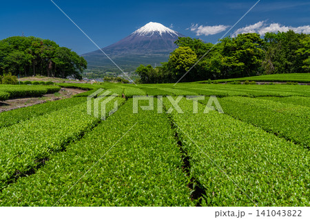 富士山と茶畑の風景 富士山と茶畑の風景 141043822
