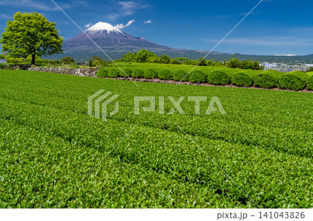 富士山と茶畑の風景 141043826