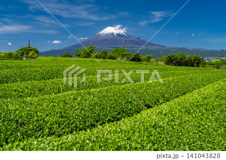 富士山と茶畑の風景 富士山と茶畑の風景 141043828