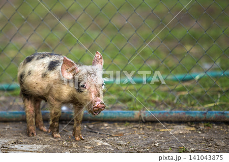 Small young funny dirty pink and black pig piglet standing outdoors on sunny farmyard. Sow farming, natural food production. 141043875