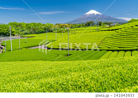 富士山と茶畑の風景 富士山と茶畑の風景 141043935