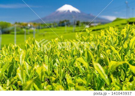 富士山と茶畑の風景 富士山と茶畑の風景 141043937
