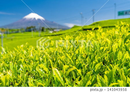 富士山と茶畑の風景 富士山と茶畑の風景 141043938