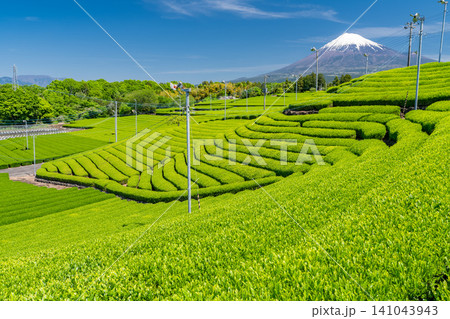 富士山と茶畑の風景 富士山と茶畑の風景 141043943