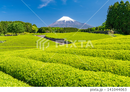 富士山と茶畑の風景 富士山と茶畑の風景 141044063