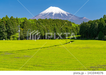富士山と茶畑の風景 富士山と茶畑の風景 141044076
