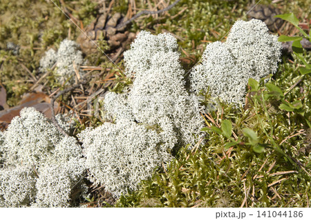 White Reindeer Lichen Clusters on Mossy Forest Floor 141044186