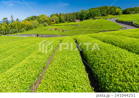 新緑の季節の茶畑 新緑の季節の茶畑 141044251