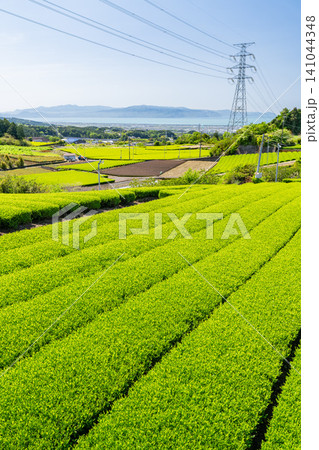 新緑の季節の茶畑 新緑の季節の茶畑 141044348