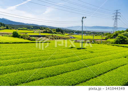 新緑の季節の茶畑 新緑の季節の茶畑 141044349